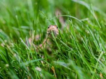 Ces 7 plantes (très courantes) risquent d’attirer les serpents dans votre jardin !