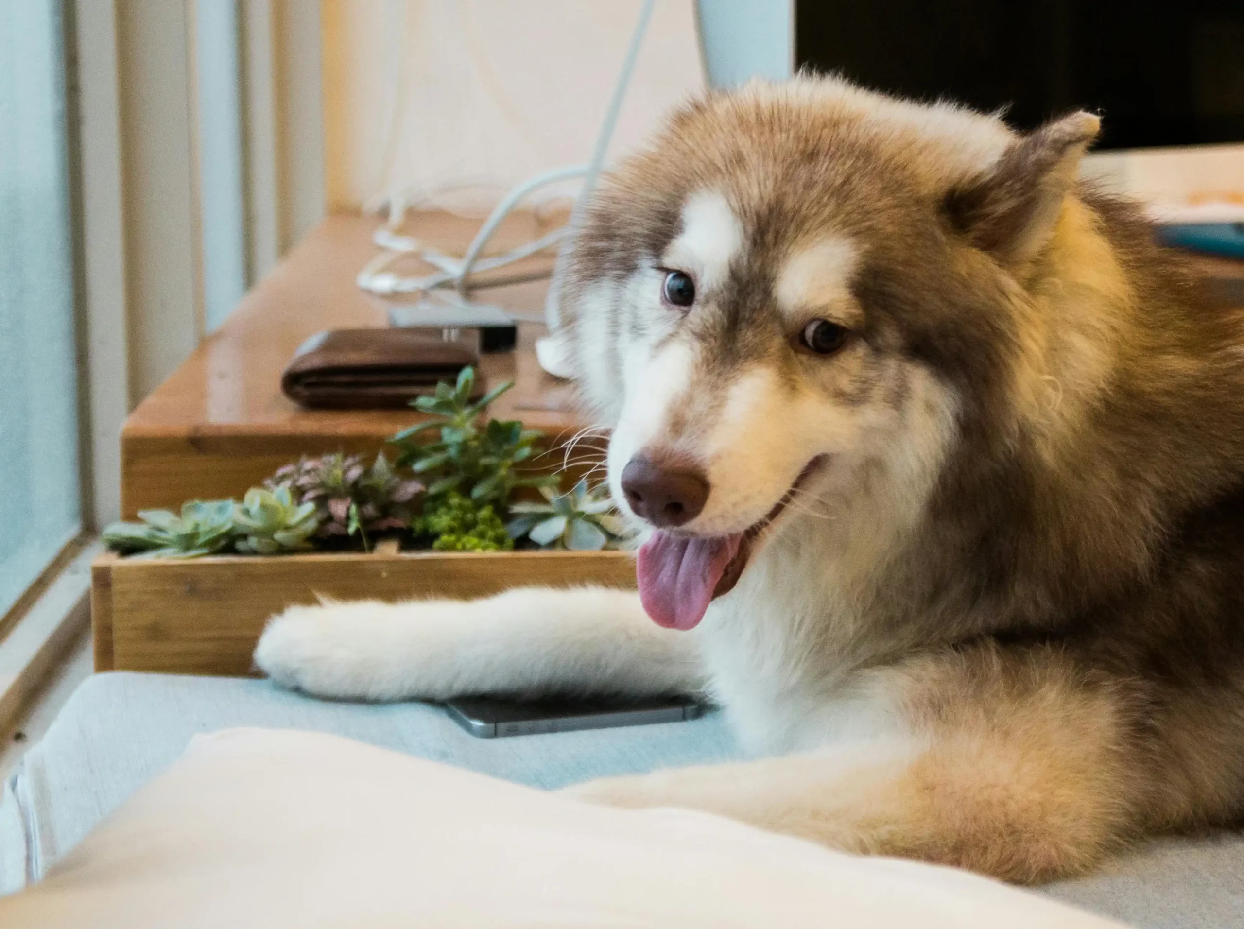 Découvrez le guide ultime pour la stérilisation de votre chienne en 2025