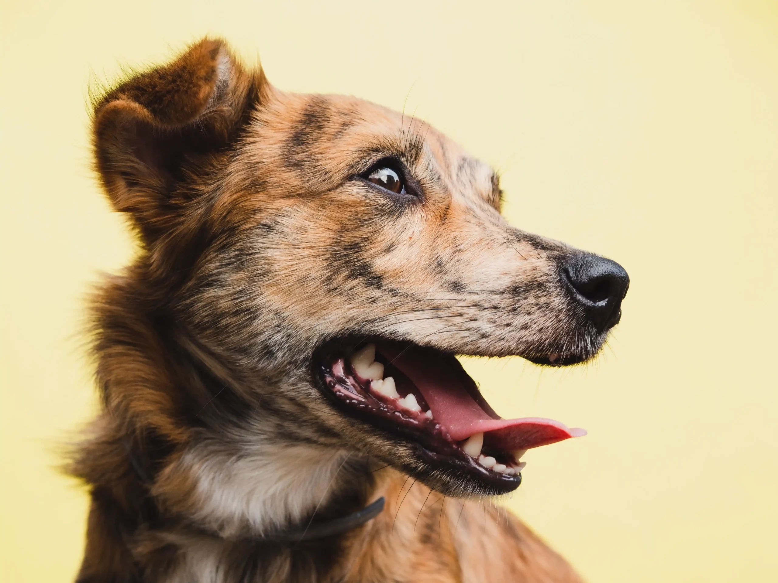 Changement de voix chez le chien : faut-il s’inquiéter et que faire ?