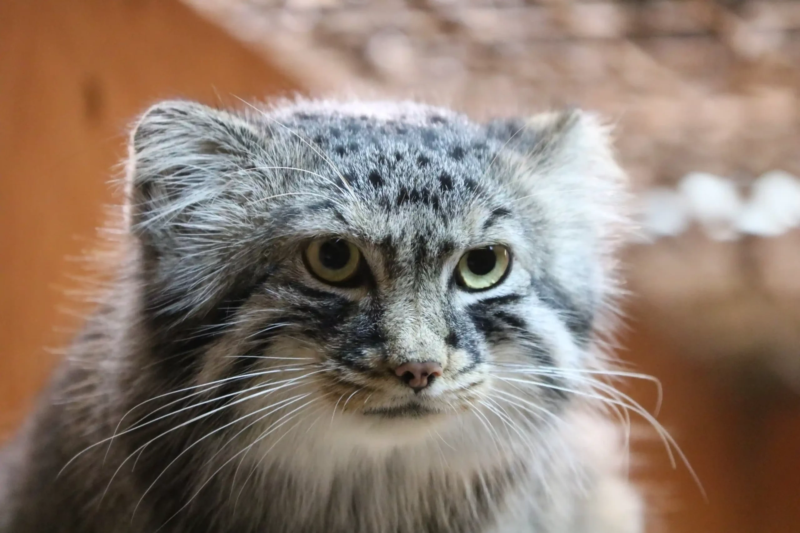 Un chat de Pallas légendaire, enfin photographié dans l’Himalaya : le mystère se lève à 5 000 mètres