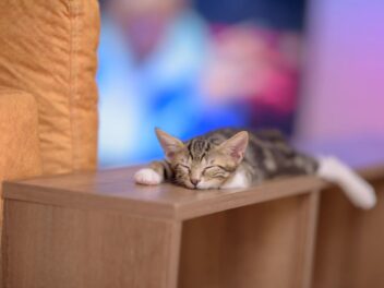 Pourquoi les chats grattent-ils et tournent-ils avant de dormir ? Décryptage complet d’un rituel ancestral et fascinant