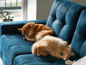 5 règles d’or pour une cohabitation paisible entre chiens et chats à la maison