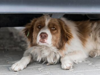 Mon chien a mauvais caractère : comment retrouver une vie sereine avec lui ?