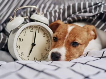 Les animaux ont-ils vraiment la notion du temps ? Ce que nous apprennent les chiens !