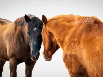 Tragédie à l’hippodrome de Waregem, un débat national sur la sécurité des courses