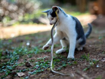 Morsure de vipère sur chien ou chat : à quelle vitesse agit le venin et comment réagir en urgence ?