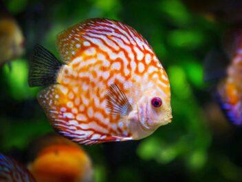 Quel chauffage pour aquarium ? Le guide complet pour une eau à la bonne température