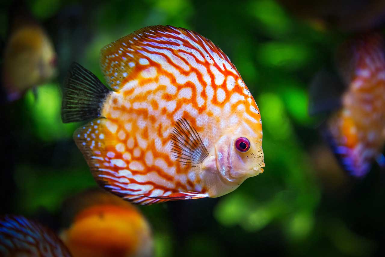 Quel chauffage pour aquarium ? Le guide complet pour une eau à la bonne température