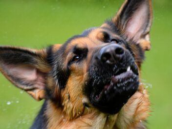 Mon chien éternue et secoue la tête : les vraies raisons et les solutions concrètes