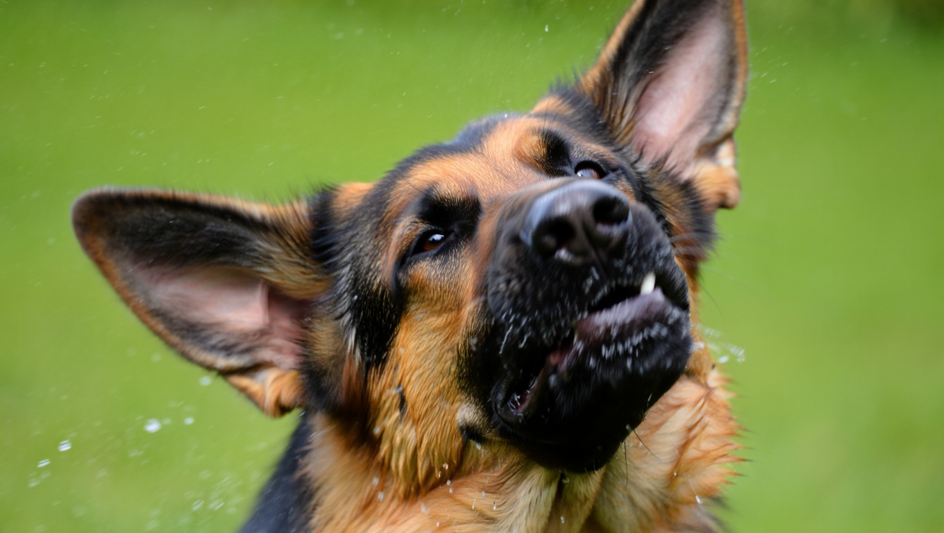 Mon chien éternue et secoue la tête : les vraies raisons et les solutions concrètes