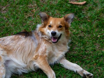 Surpoids chez le chien : comment vraiment évaluer la forme de votre compagnon ?