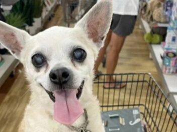 Elle adopte un Chihuahua de 18 ans abandonné au refuge : ce qui se passe ensuite va vous émouvoir