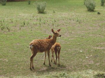 Pourquoi les bébés animaux ne ressemblent-ils pas à leurs parents ? Découverte des secrets de la nature !