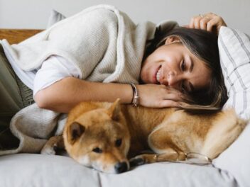 Le Shiba Inu : Tout savoir sur la personnalité incroyable de ce petit « renard » venu du Japon