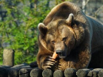 Japon : un ours terrorise un supermarché pendant 48h, le bilan est choquant