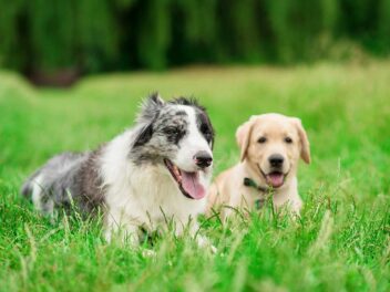 Quelles sont les races de chiens les plus populaires en France en 2026 ? Découvrez le nouveau palmarès !