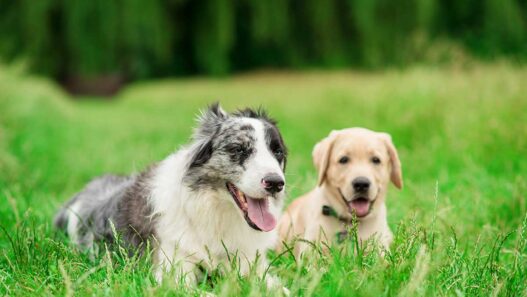 Quelles sont les races de chiens les plus populaires en France en 2026 ? Découvrez le nouveau palmarès !