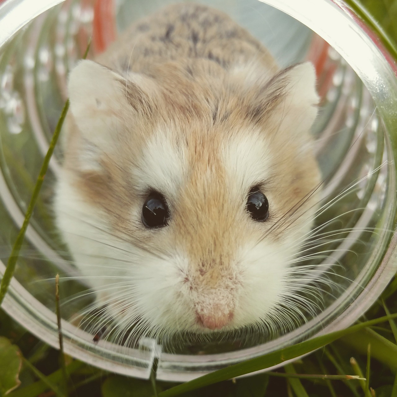 Le hamster : Un petit rongeur doux et facile d'entretien