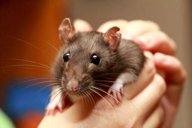 Le rat domestique : ce formidable animal domestique