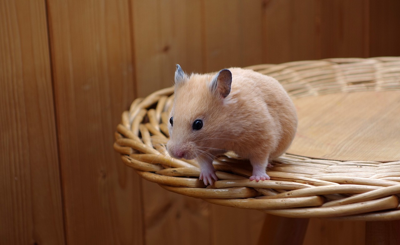 Hamster