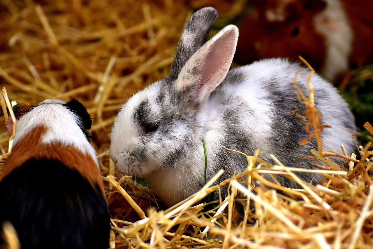 Le lapin domestique : Un rongeur très attachant