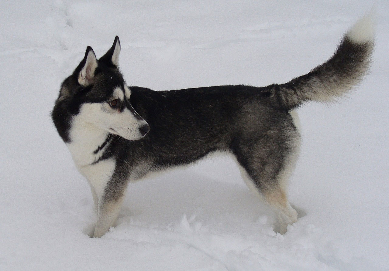 Husky sibérien