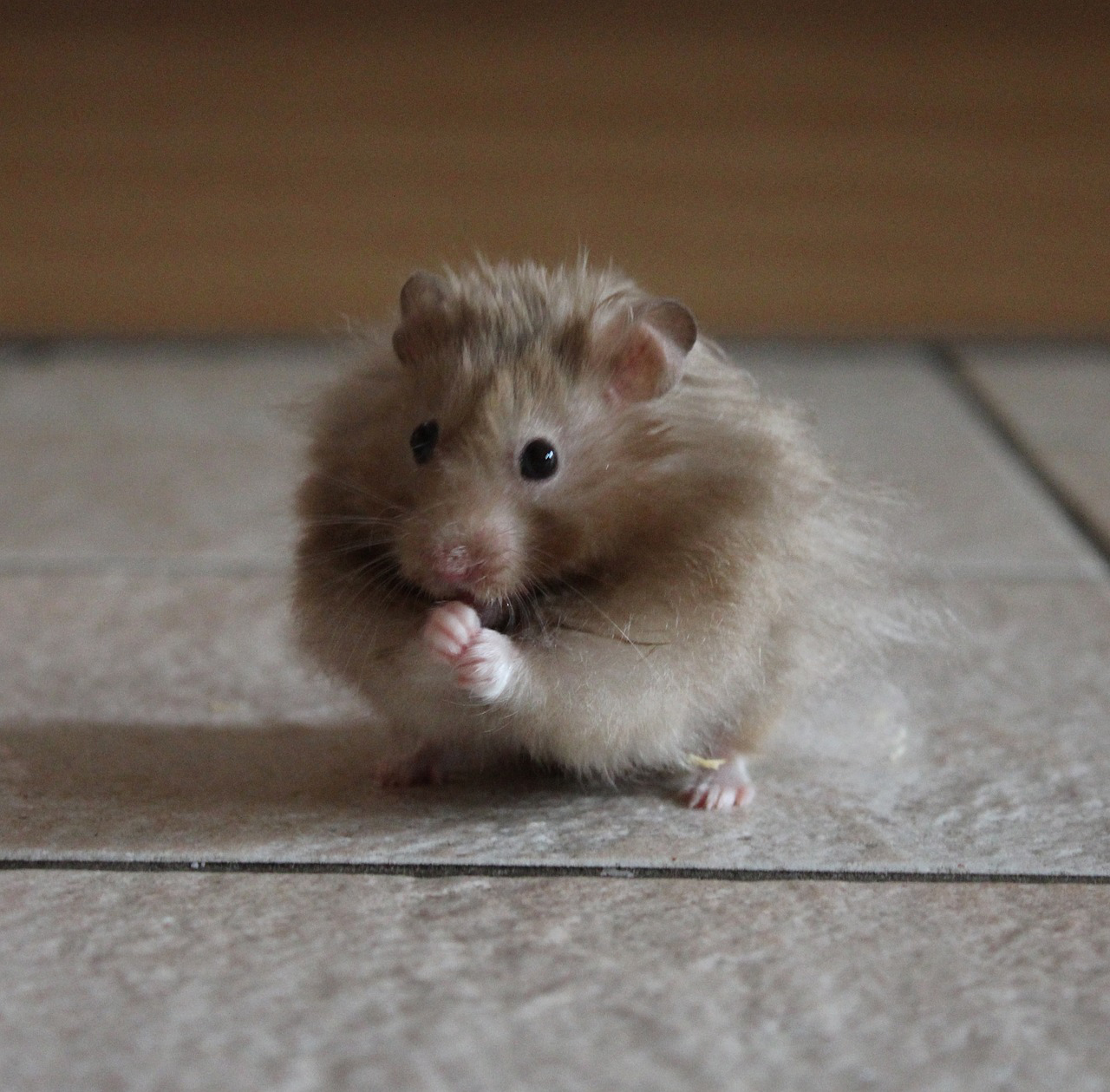 Adopter un hamster - 3 qualités qui vont vous faire craquer