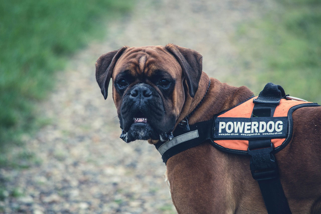 3 raisons d’adopter un Cane Corso