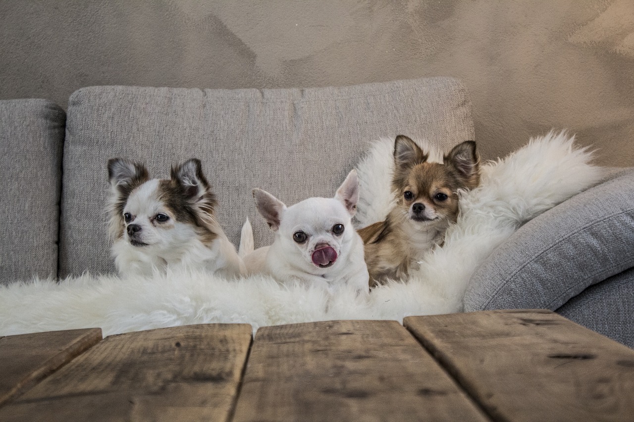3 raisons d’adopter un Chihuahua