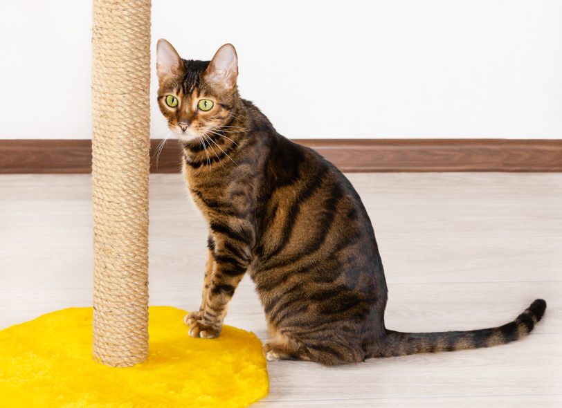 Toyger