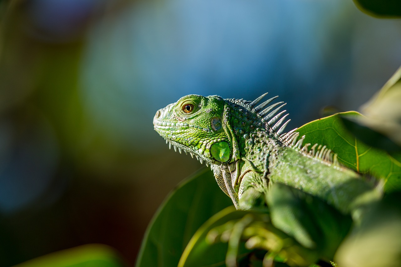 Terrarium pour lézard : comment bien choisir