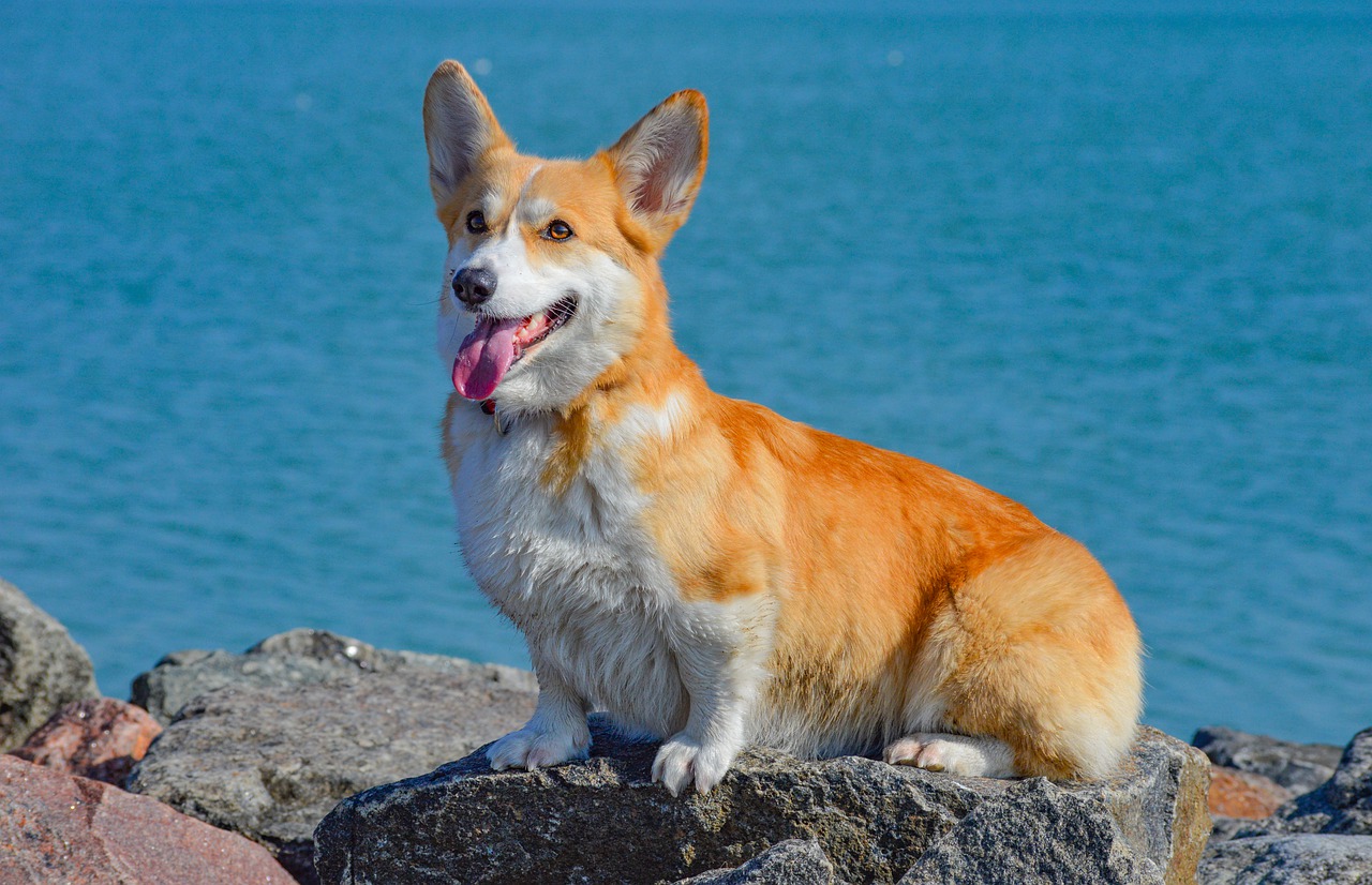 Welsh Corgi