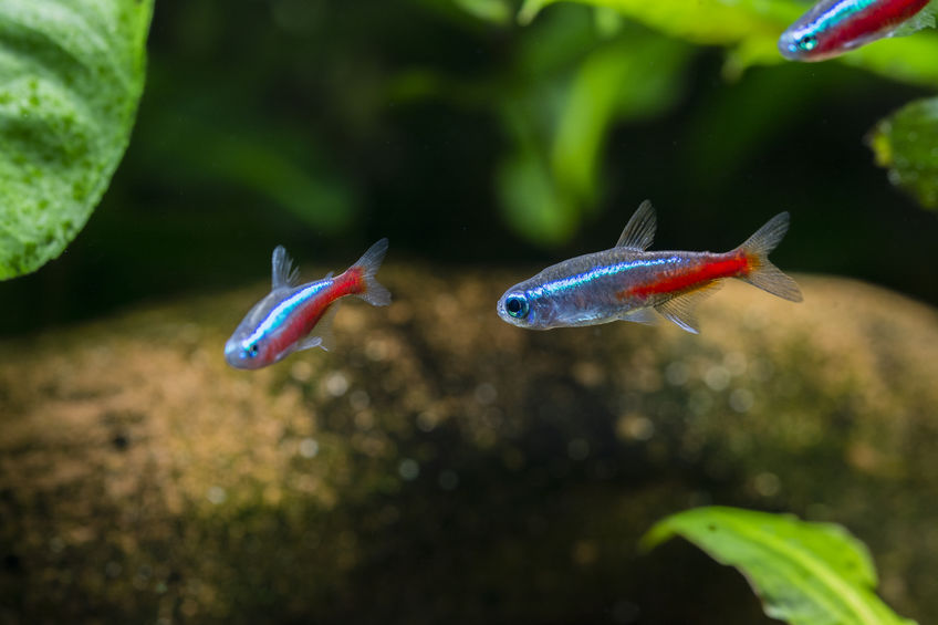 20 espèces de poissons d'eau douce les plus connues