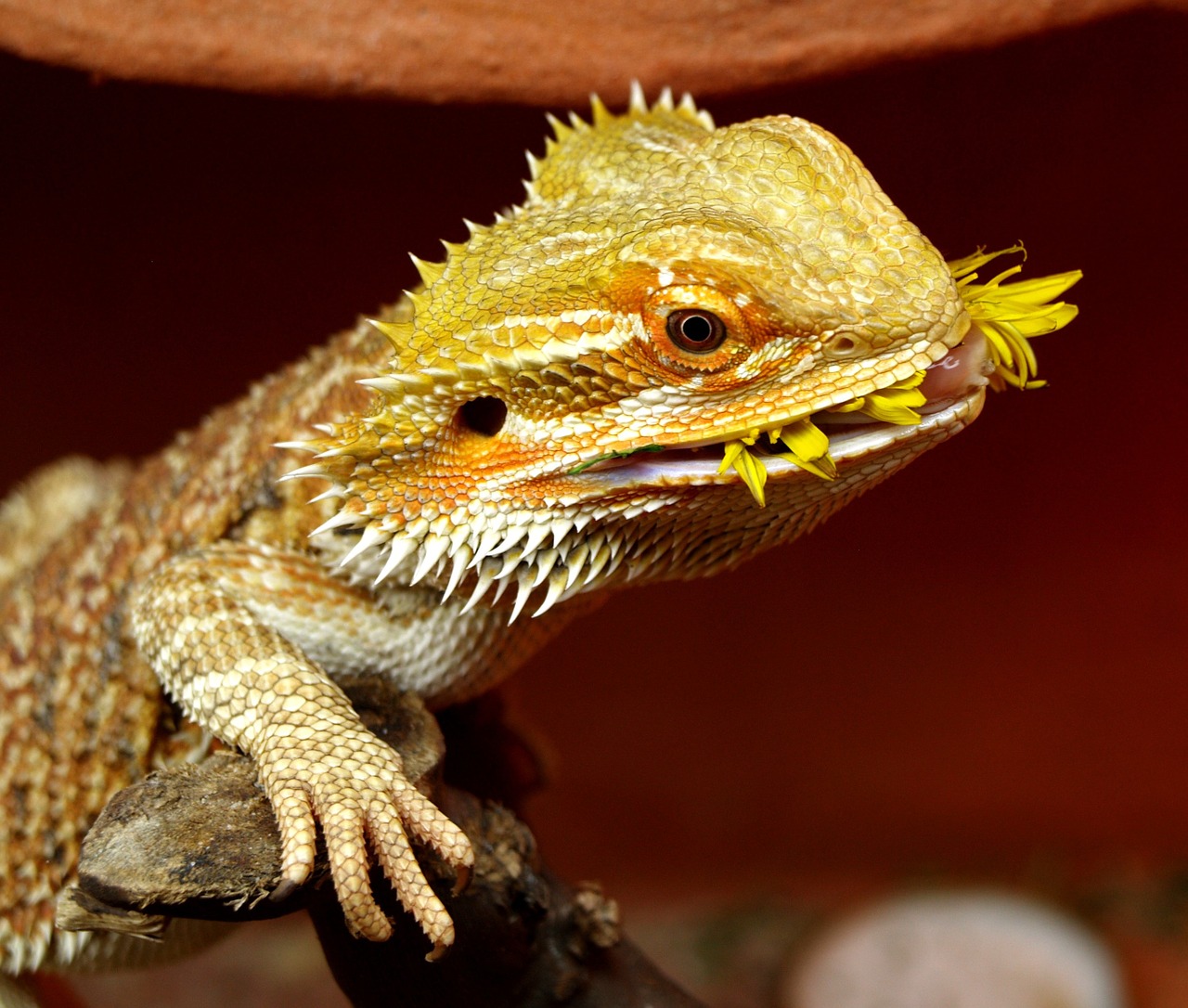 Lézard : nos conseils pour bien choisir