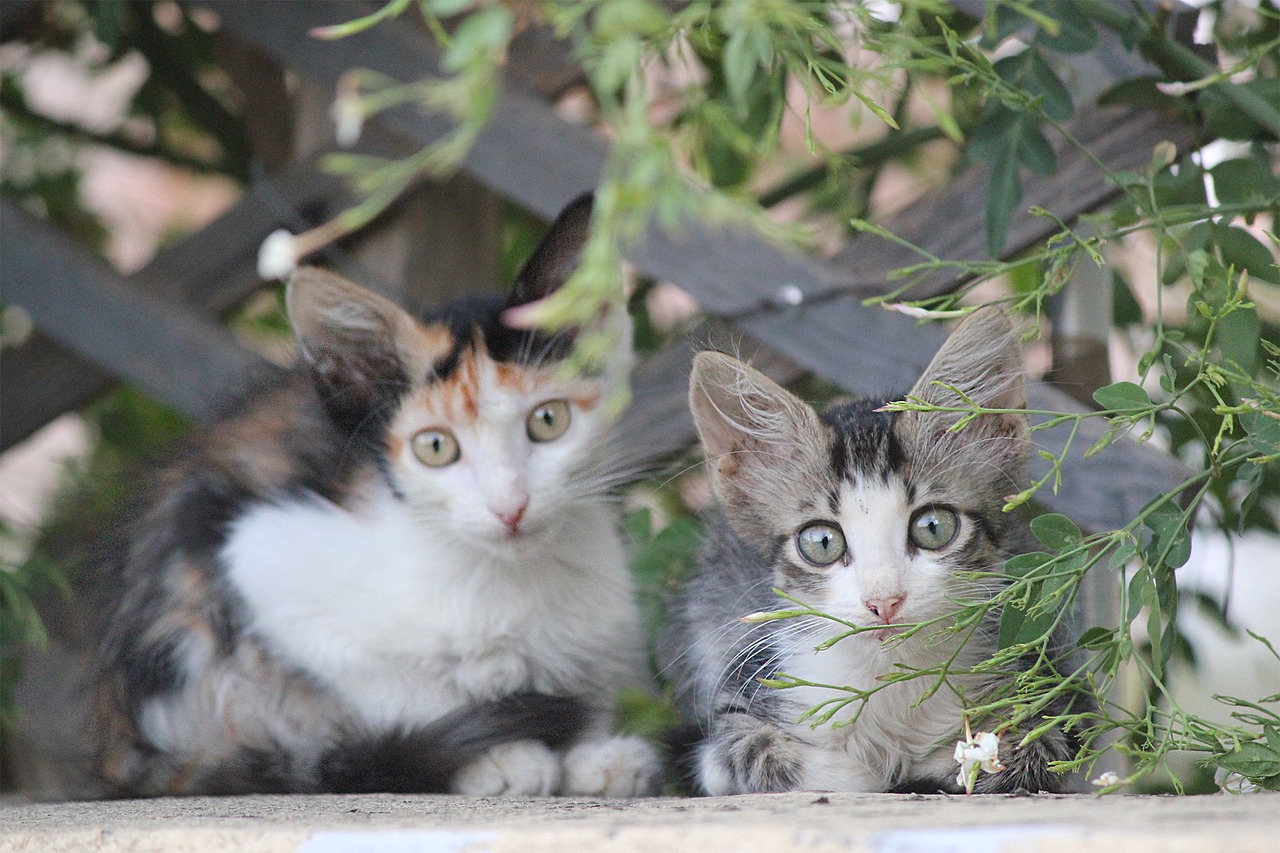 Nom de chat femelle - découvrez les plus populaires