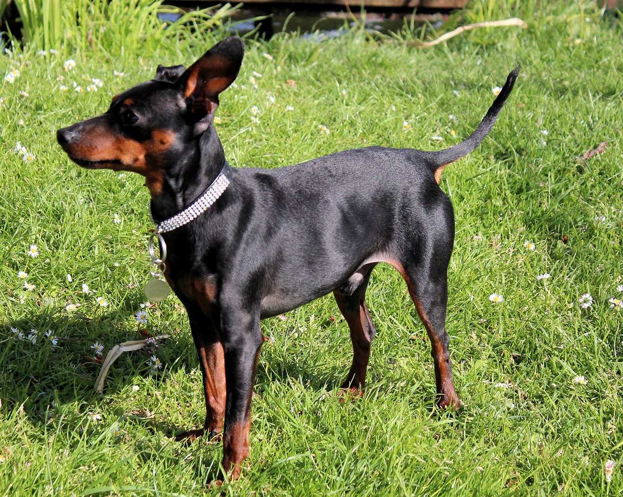 Pinscher