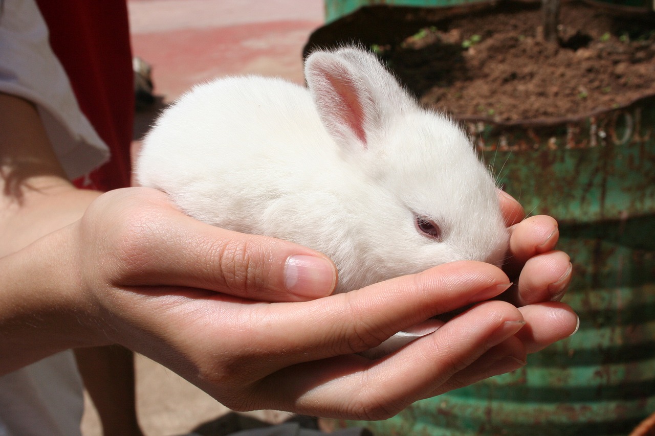 10 races de lapins les plus connues