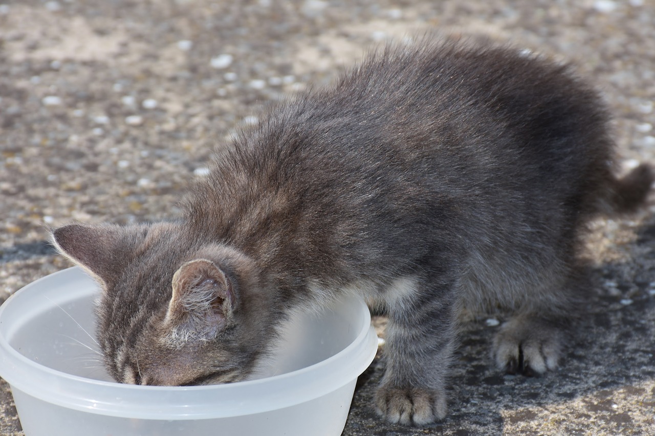 Alimentation du chaton : ce qu'il faut savoir