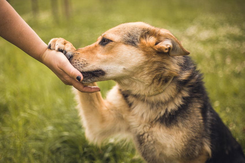 Comment apprendre à son chien à donner la patte