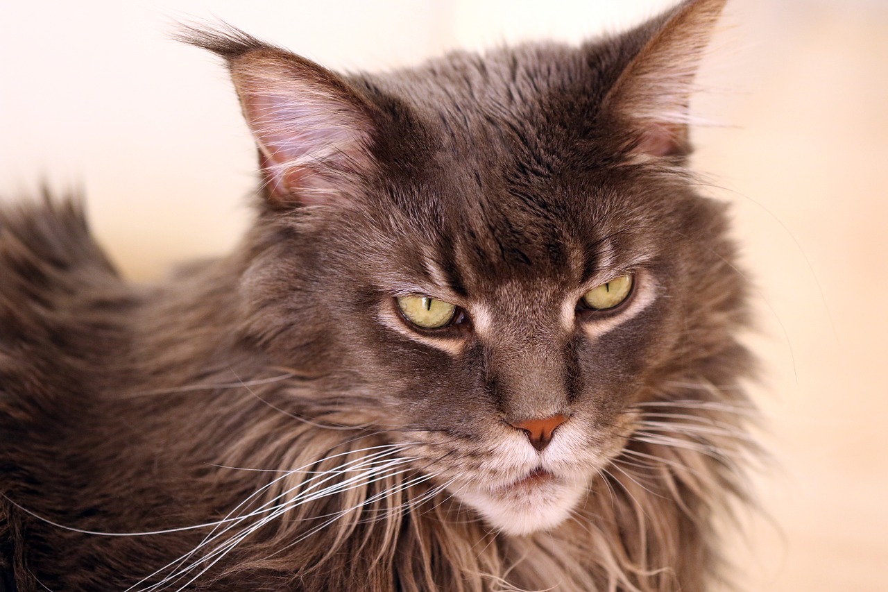 races de chats les plus chères au monde