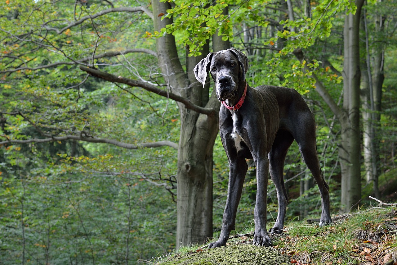 3 raisons d’adopter un Dogue Allemand