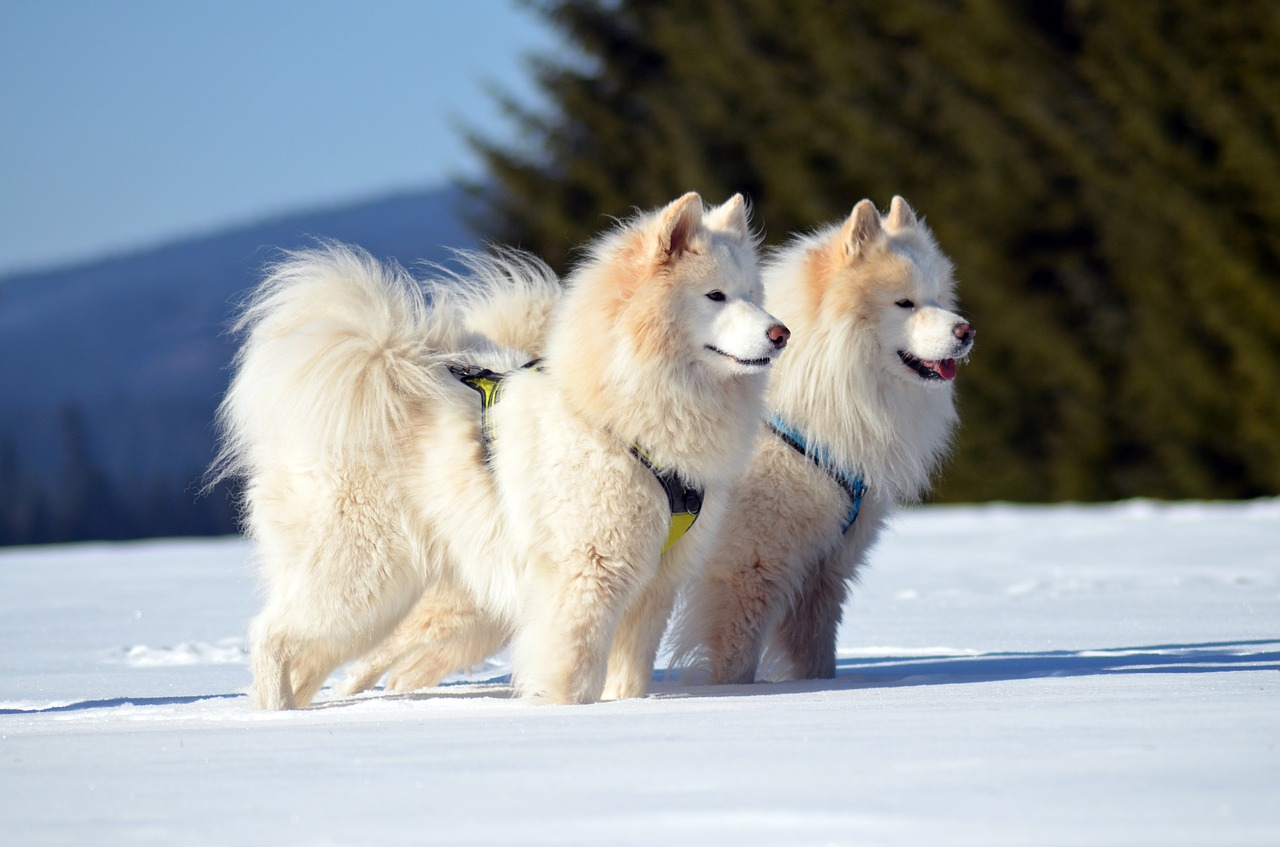 race de chien Samoyède