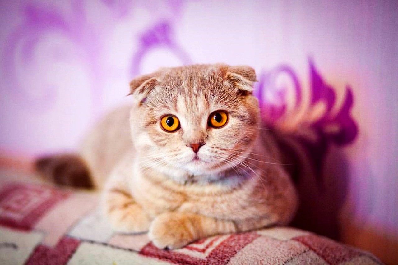 différence entre le Scottish Fold ou Straight