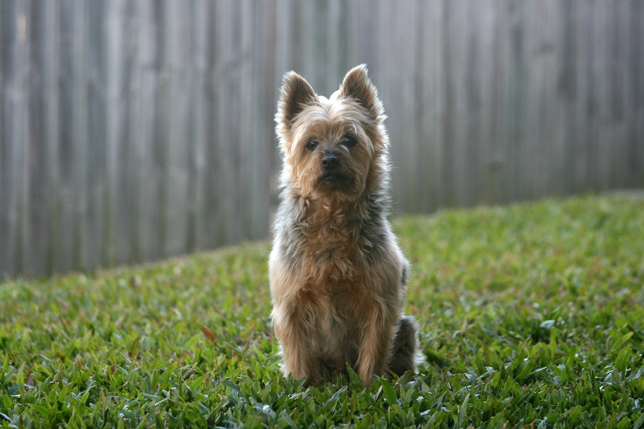 race de chien Silky Terrier