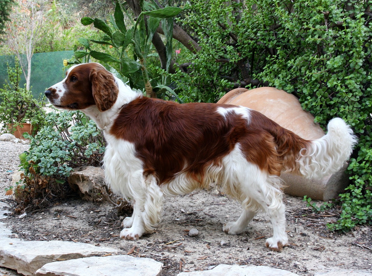 race de chien Springer anglais