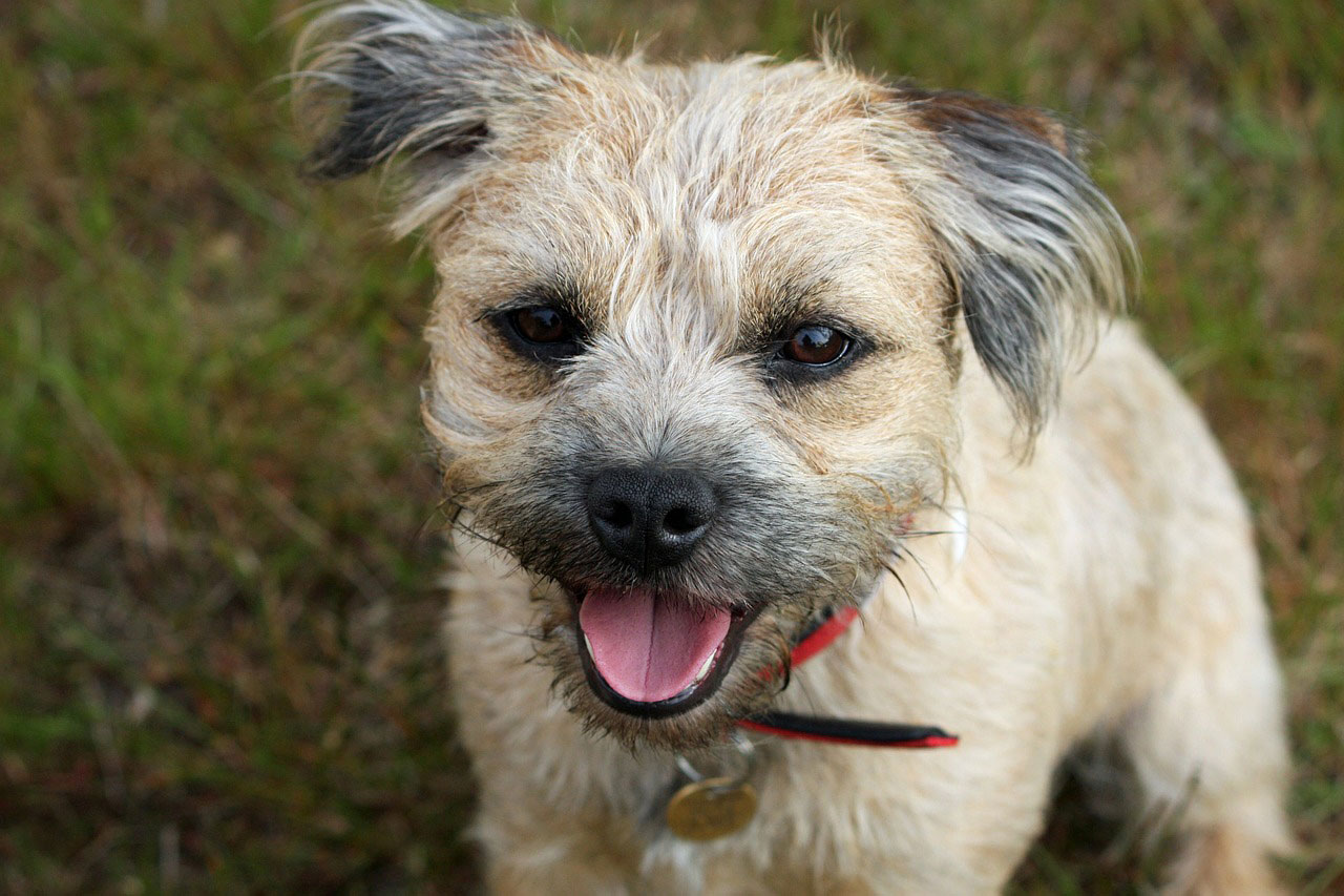 Border terrier