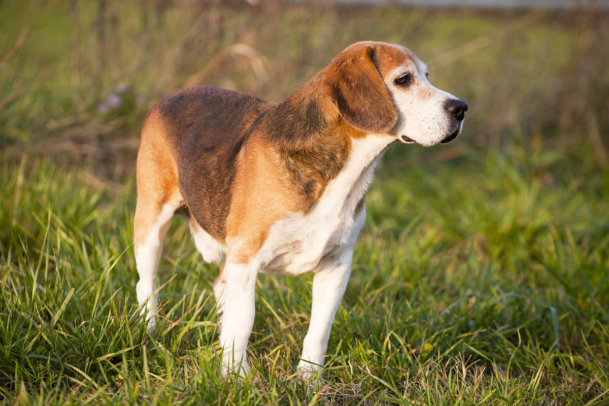 Foxhound anglais