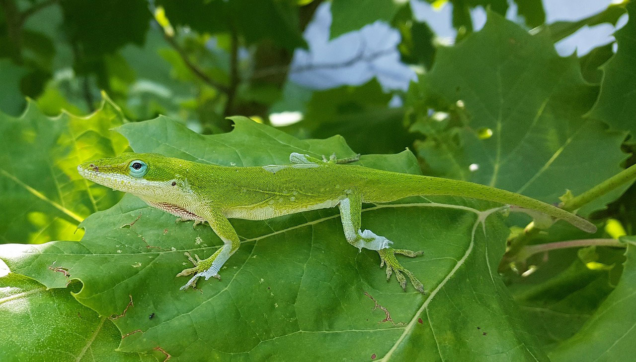 anolis vert
