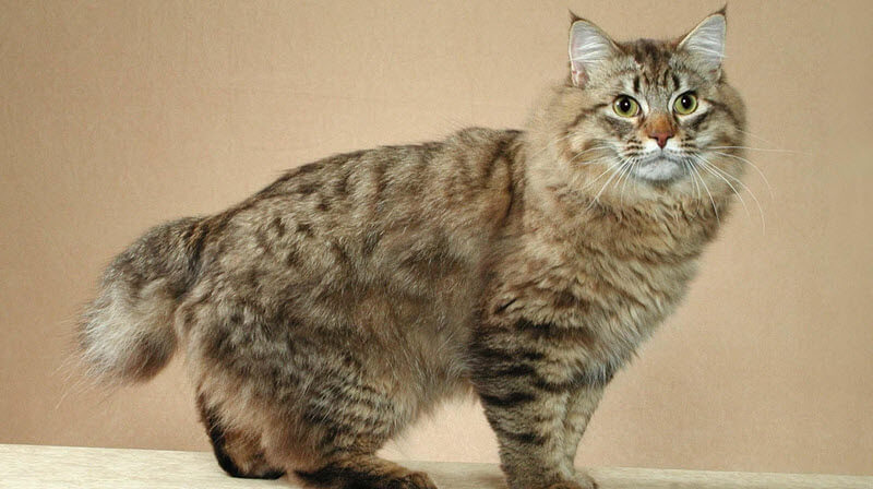 chat American Bobtail