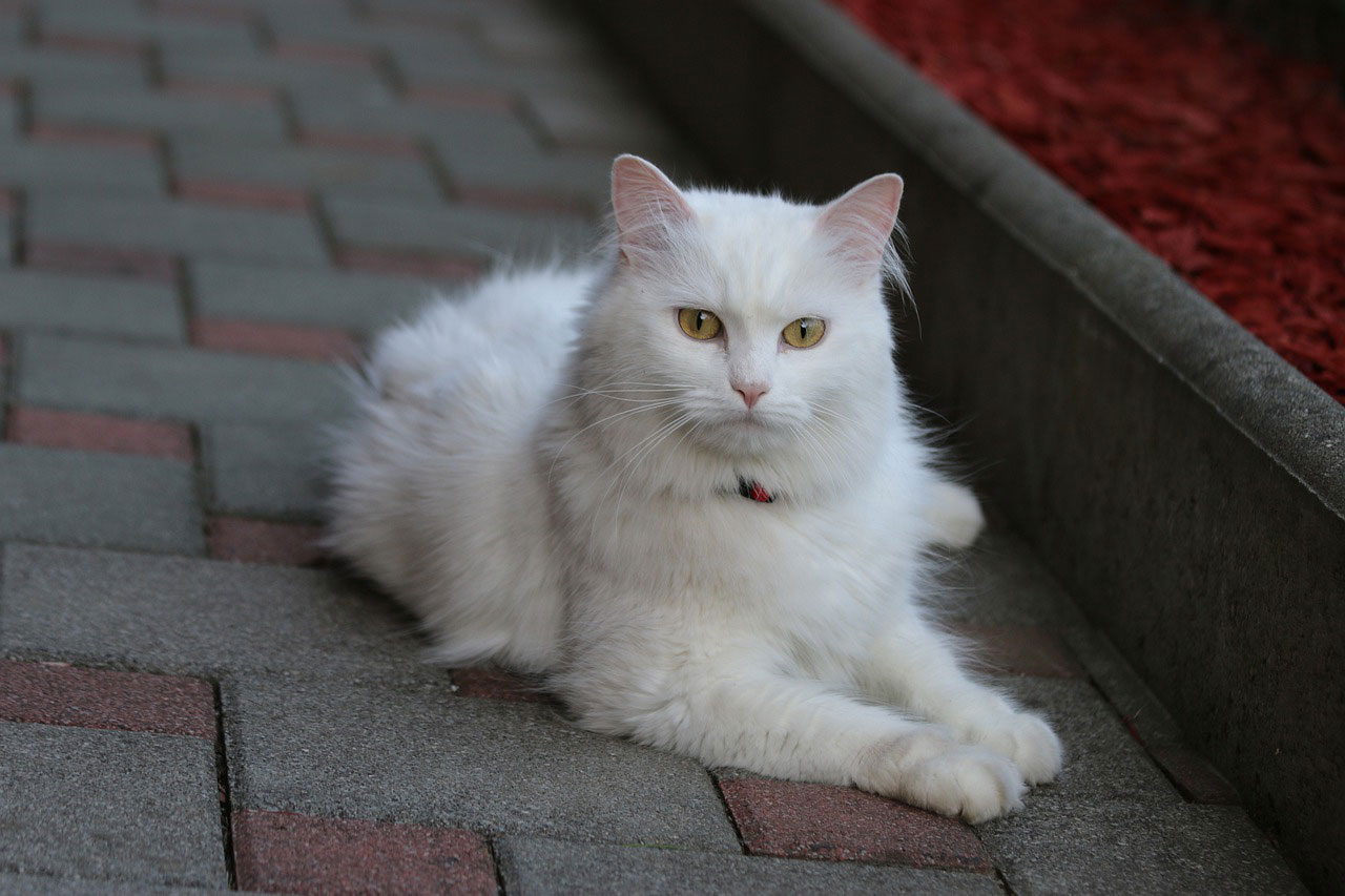 chat angora